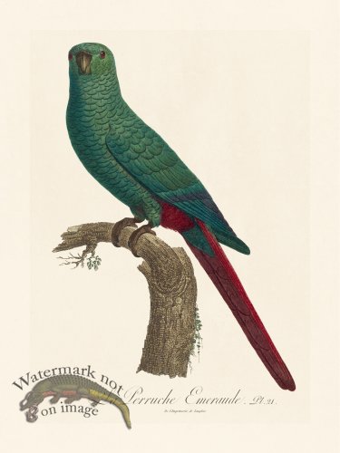 (image for) Barraband Parrot 021