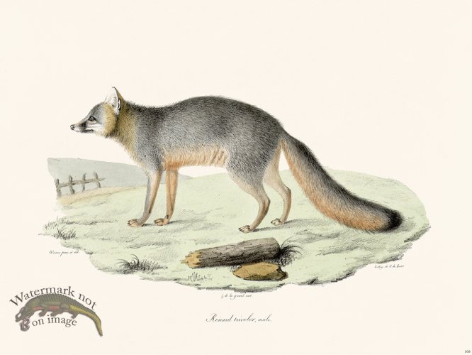 (image for) Cuvier 168 Tricolor Fox