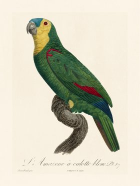 Barraband Parrot 087