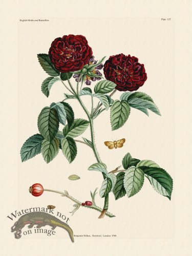 (image for) Wilkes Butterflies 117