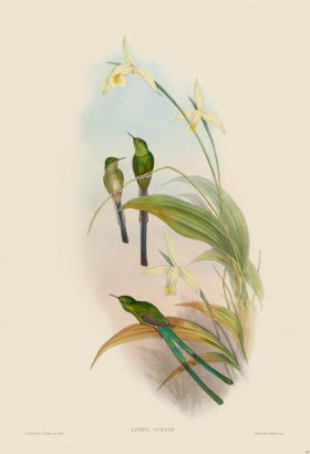 Gould Hummingbird 167