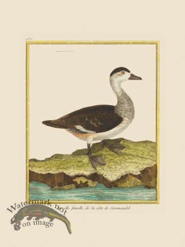 (image for) Martinet Bird 950