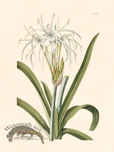 (image for) Trew Botanical 27