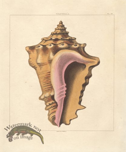 (image for) SingleShell 05