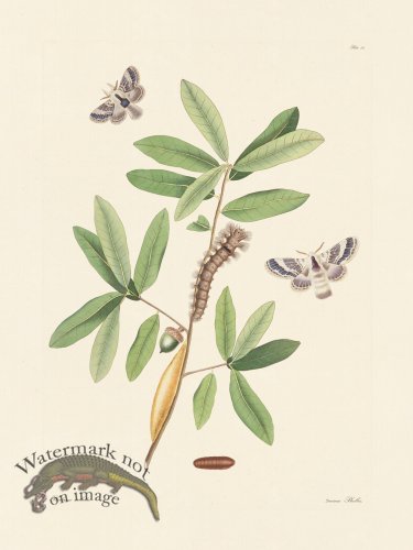 (image for) Abbot Butterfly 052