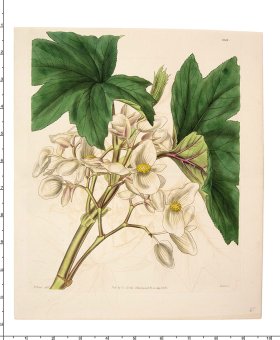 Curtis Botanical 032