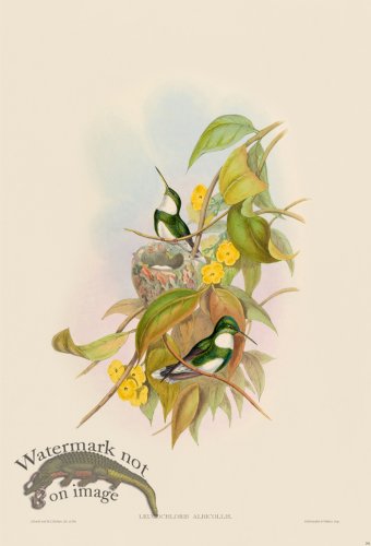 (image for) Gould Hummingbird 291