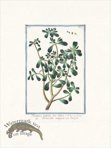 (image for) Bonelli 359 Moss Rose