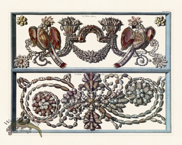 (image for) Seba B2 036 Shells