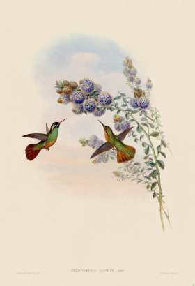 Gould Hummingbird 065