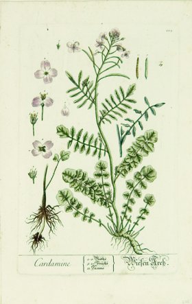 Blackwell German 061