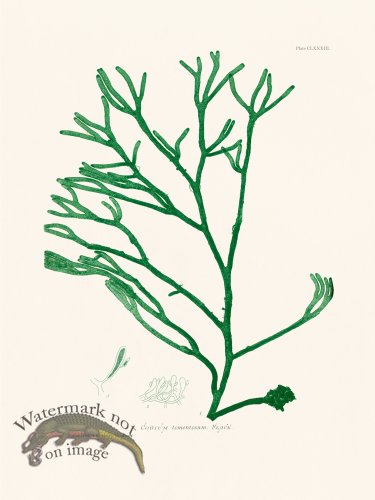 (image for) Bradbury Seaweed 183