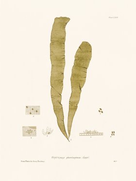 Bradbury Seaweed 164