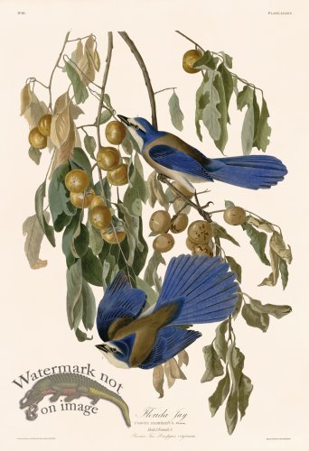 (image for) 087 Flordia Jay