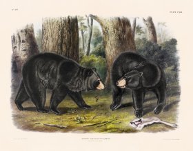 (image for) 141 Black Bear