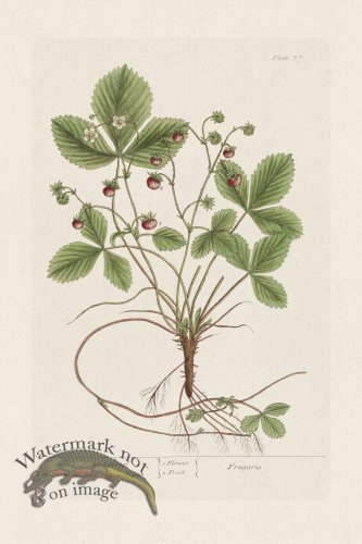 BEE 077 Wood Strawberries