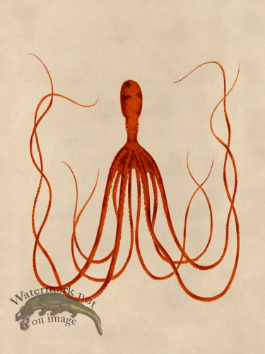 (image for) Octopus Orange 23