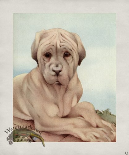 (image for) Puppy Dog 13