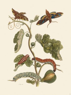 Merian Metamorphosis 33