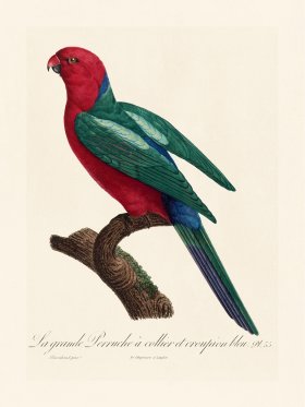 Barraband Parrot 055