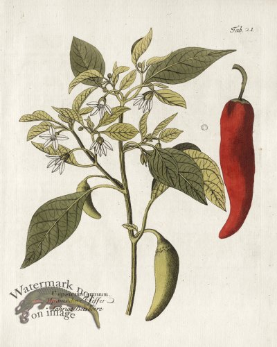 (image for) Capsicum