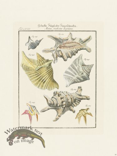 (image for) Martini Shells 039