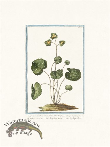 (image for) Bonelli 151 Golden saxifrage