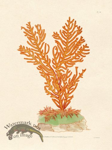 (image for) Shaw Nodder SL 36