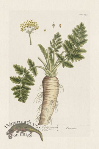 (image for) BEE 379 Parsnep