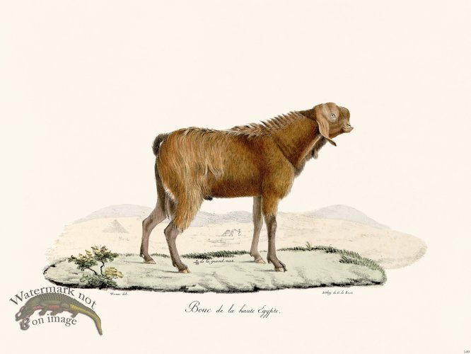 (image for) Cuvier 149 Goat of High Egypt