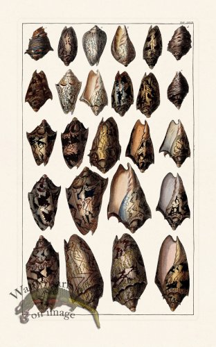 (image for) Seba B2 067