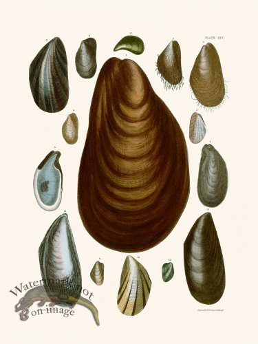 (image for) Cpt Brown Shell 14