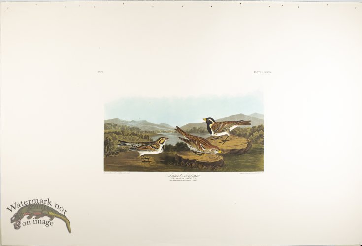 (image for) Lapland Long-Spur