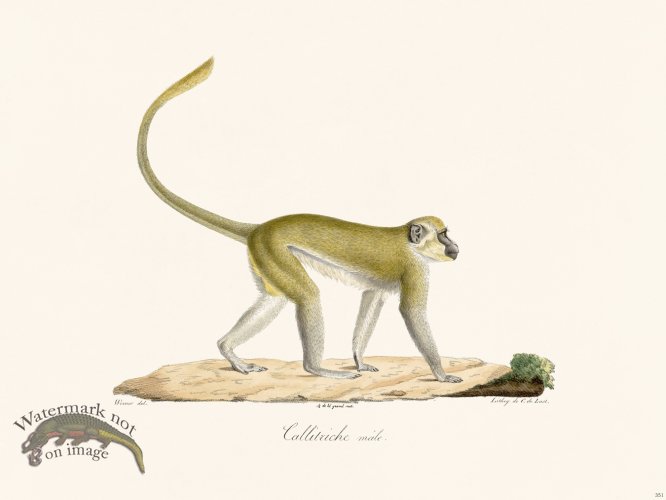 Cuvier 351 Male Eallitric