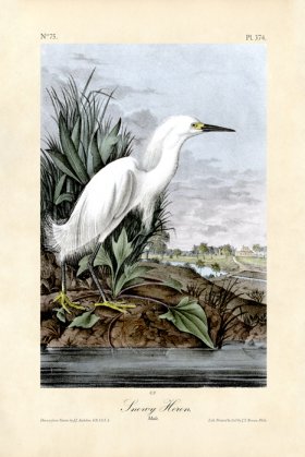 Snowy Heron