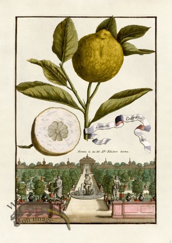 (image for) Volckamer 022