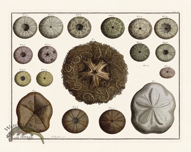 (image for) Seba B2 011 Starfish