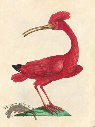 (image for) Red Curlew - Tribute Bd 64 M