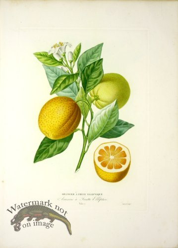 (image for) Des Orangers 08