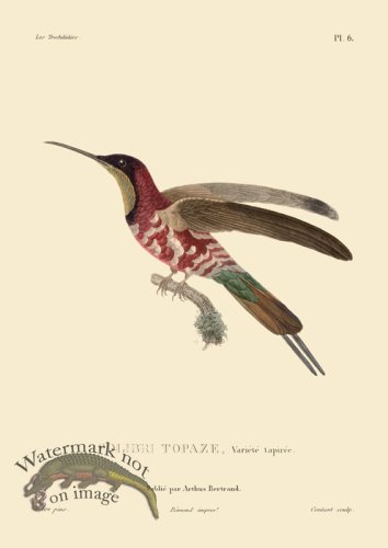 (image for) Humming Bird 06