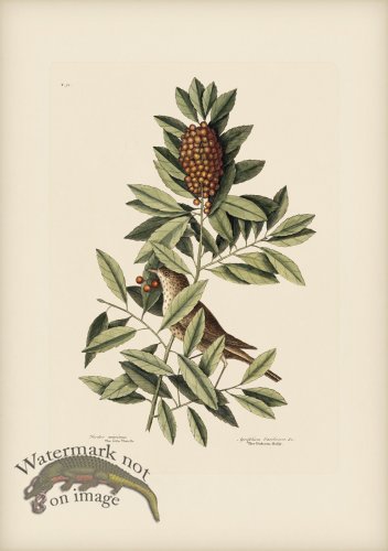 (image for) 031 Little Thrush