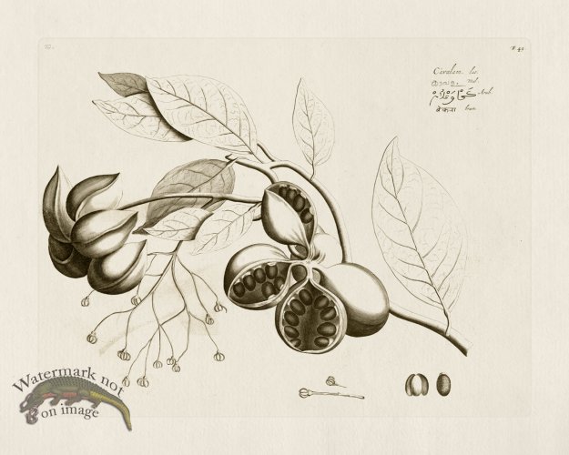 (image for) HORTUS VOL 01 49