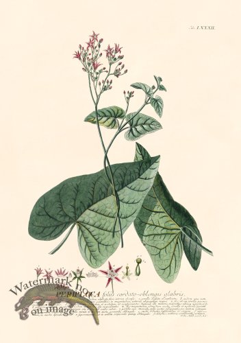 (image for) Trew Botanical 82