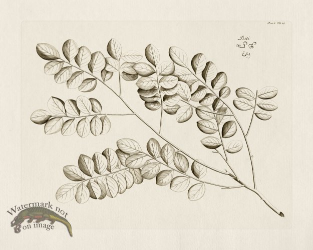 (image for) HORTUS VOl 05 58