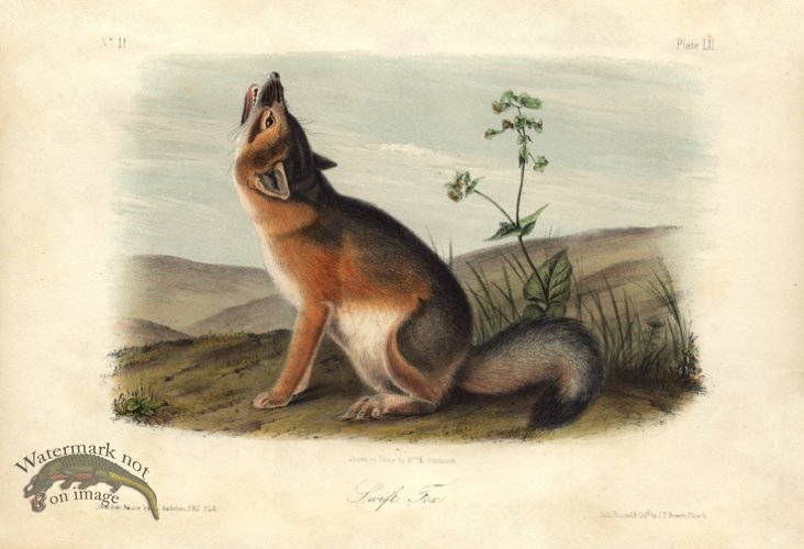 (image for) Swift Fox