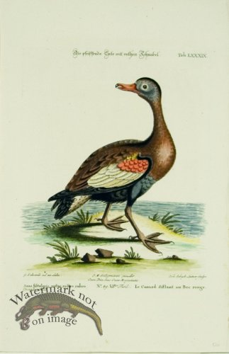 (image for) Seligmann Duck 04
