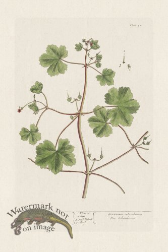 (image for) BEE 058 Doves foot