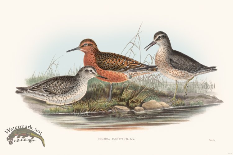 (image for) Gould Shore Bird 013