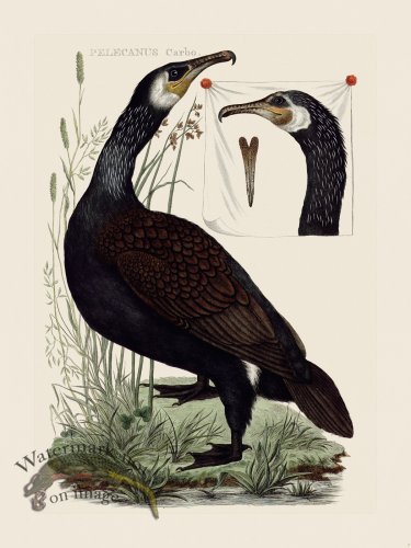 (image for) Nozeman Bird 007