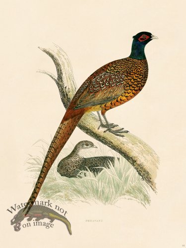 (image for) 01 BGB Pheasant